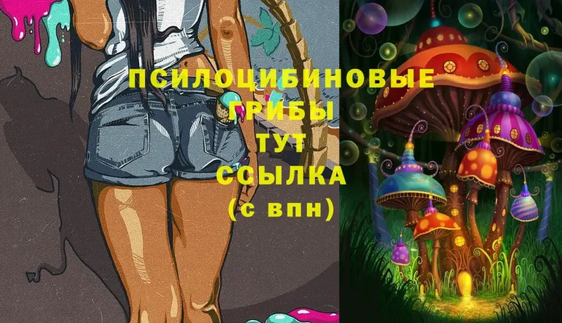 Псилоцибиновые грибы Psilocybe  закладка  Вышний Волочёк 